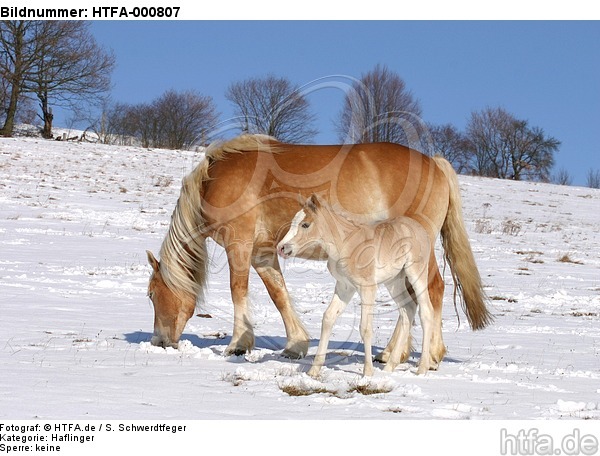 Haflinger / haflinger horses / HTFA-000807
