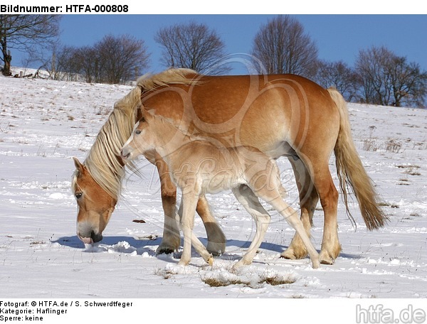 Haflinger / haflinger horses / HTFA-000808