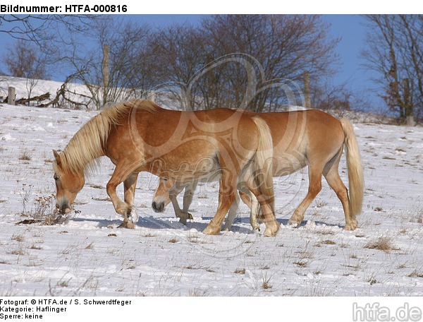 Haflinger / haflinger horse / HTFA-000816
