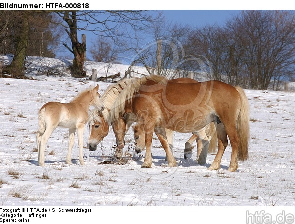 Haflinger / haflinger horses / HTFA-000818