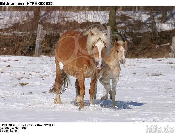 Haflinger / haflinger horse / HTFA-000823