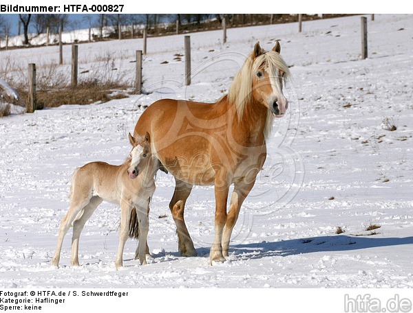 Haflinger / haflinger horses / HTFA-000827