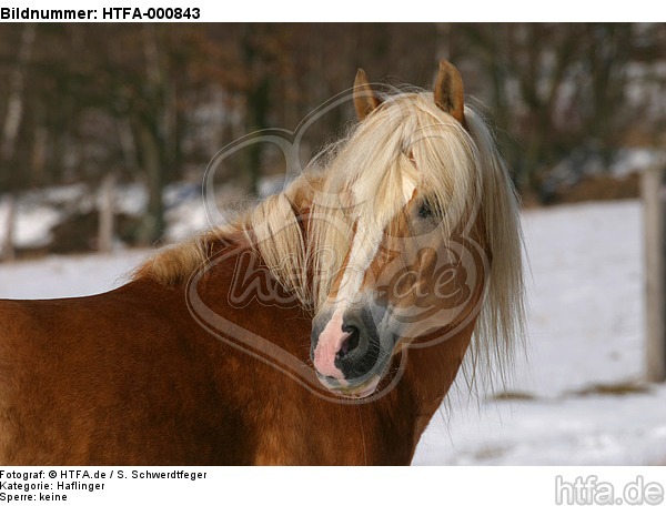 Haflinger Portrait / haflinger horse portrait / HTFA-000843