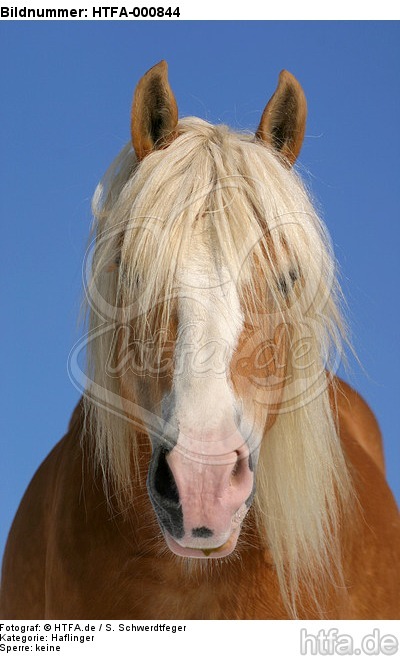 Haflinger Portrait / haflinger horse portrait / HTFA-000844