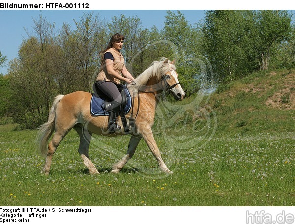 Frau reitet Haflinger / woman rides haflinger horse / HTFA-001112