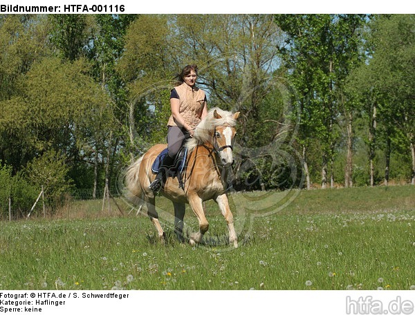 Frau reitet Haflinger / woman rides haflinger horse / HTFA-001116