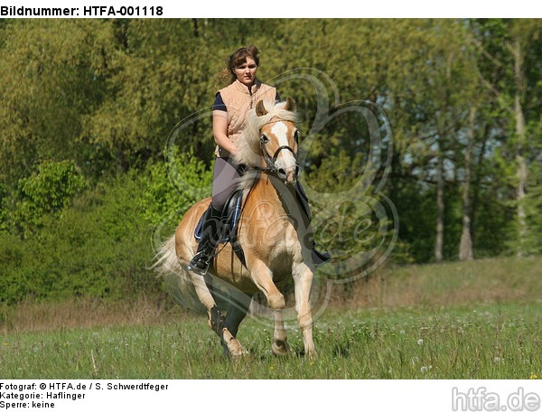 Frau reitet Haflinger / woman rides haflinger horse / HTFA-001118