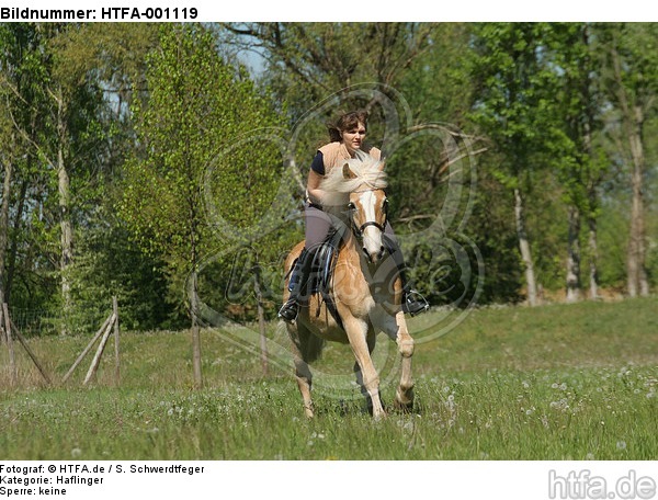 Frau reitet Haflinger / woman rides haflinger horse / HTFA-001119