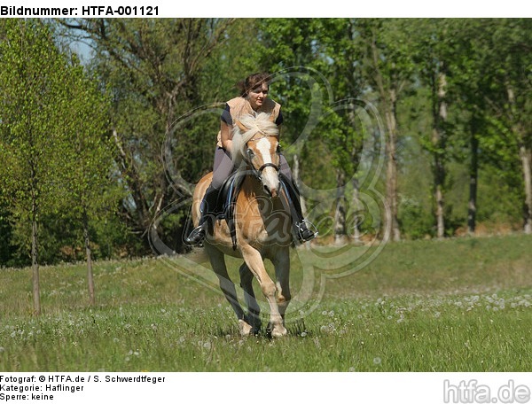 Frau reitet Haflinger / woman rides haflinger horse / HTFA-001121