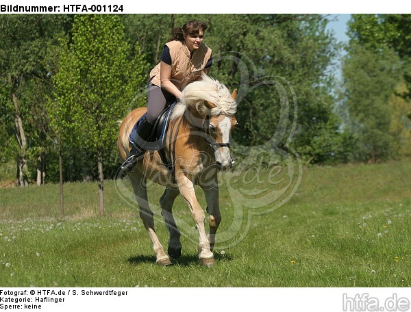 Frau reitet Haflinger / woman rides haflinger horse / HTFA-001124