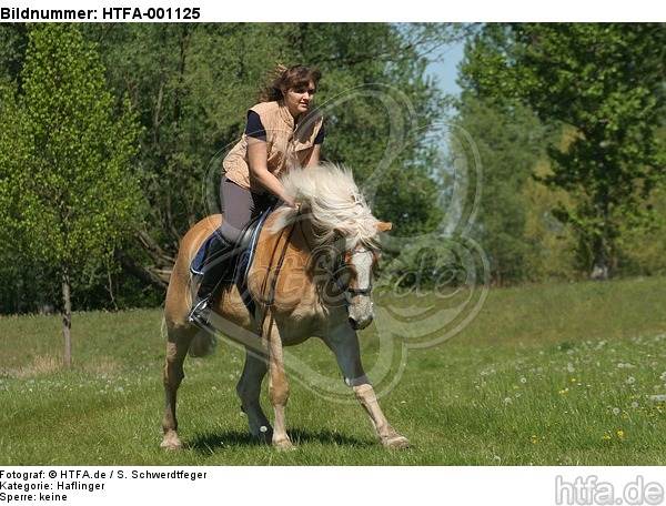 Frau reitet Haflinger / woman rides haflinger horse / HTFA-001125