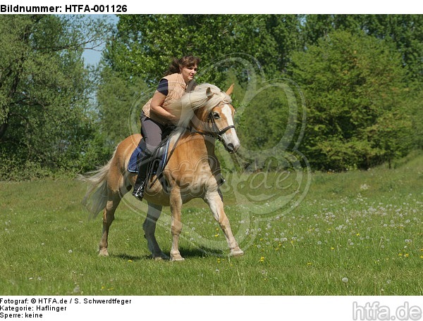 Frau reitet Haflinger / woman rides haflinger horse / HTFA-001126