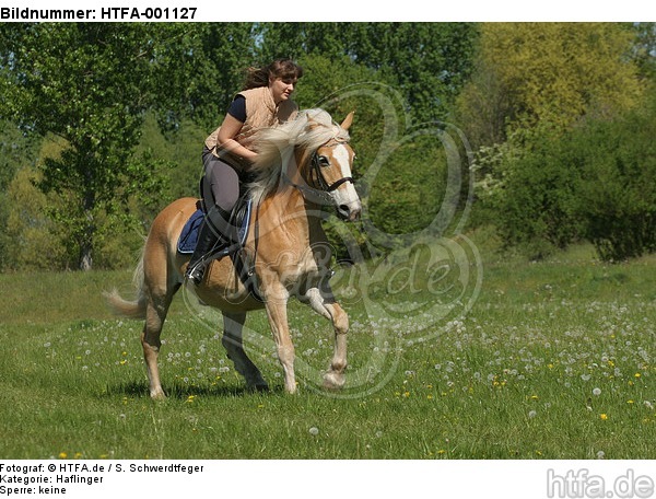 Frau reitet Haflinger / woman rides haflinger horse / HTFA-001127