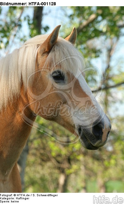 Haflinger Portrait / haflinger horse portrait / HTFA-001128