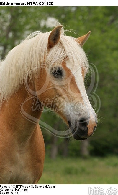 Haflinger Portrait / haflinger horse portrait / HTFA-001130