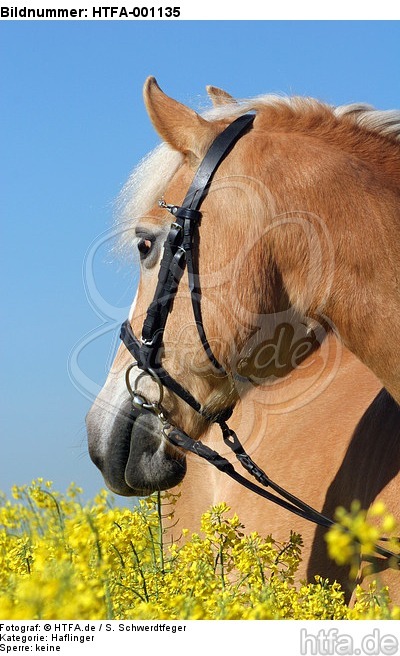 Haflinger Portrait / haflinger horse portrait / HTFA-001135