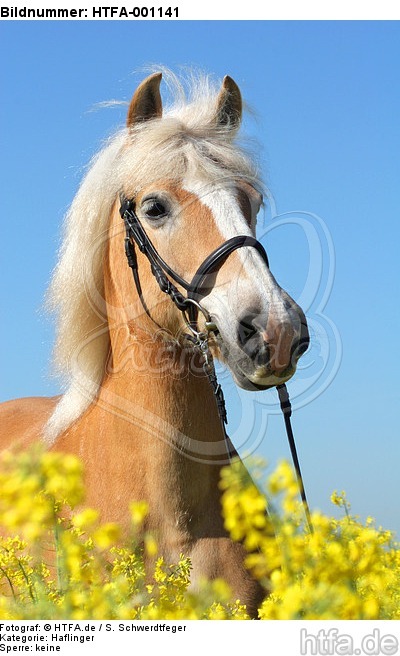 Haflinger Portrait / haflinger horse portrait / HTFA-001141