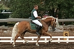 Mann reitet Haflinger / man rides haflinger horse