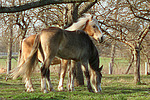 Haflinger und Deutsches Reitpony  / haflinger horse and pony