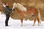 Haflinger Hengst / haflinger horse stallion