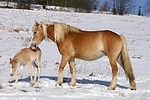 Haflinger / haflinger horses