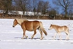 Haflinger / haflinger horses