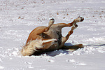 Haflinger wälzt sich / rolling haflinger horse