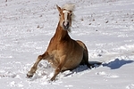 Haflinger steht auf / haflinger horse is standing up