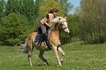 Frau reitet Haflinger / woman rides haflinger horse