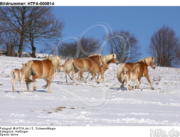 trabende Haflinger / trotting haflinger horses / HTFA-000814