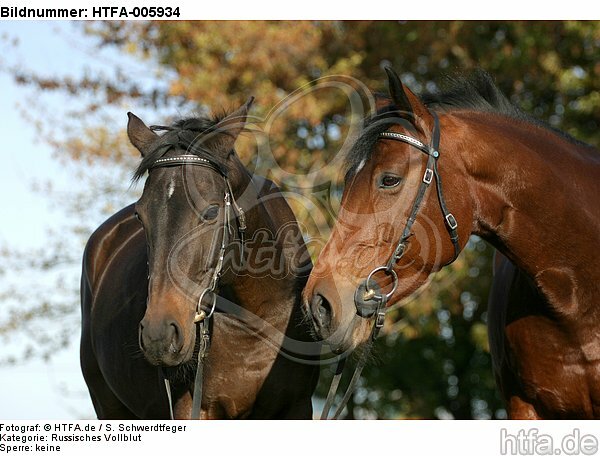 Russisches Vollblut und Holsteiner / russian thoroughbred and holsteiner horse / HTFA-005934