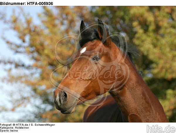 Holsteiner / holsteiner horse / HTFA-005936