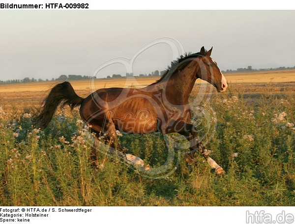 galoppierender Holsteiner / galloping Holsteiner / HTFA-009982