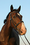 Holsteiner Portrait