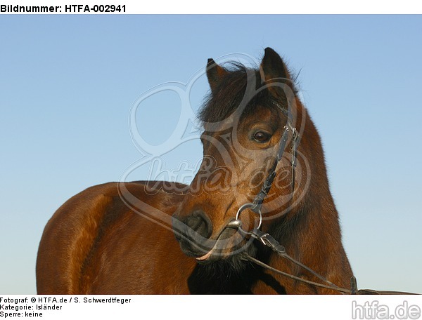 Isländer / icelandic horse / HTFA-002941