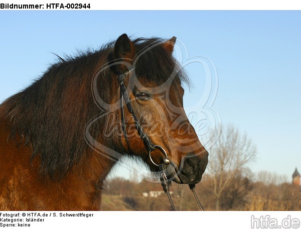 Isländer / icelandic horse / HTFA-002944