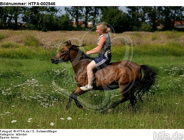 Isländer / icelandic horse / HTFA-002946