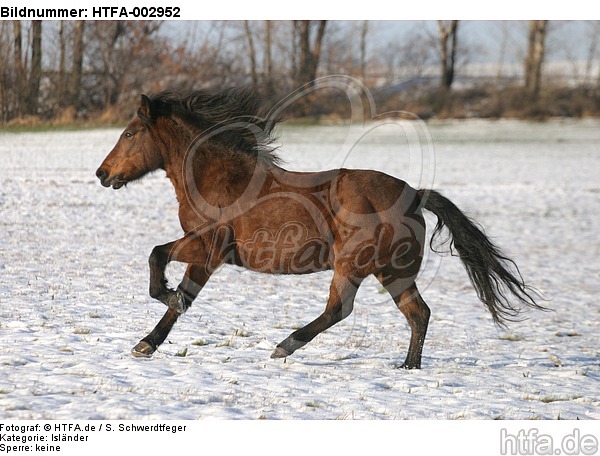 Isländer / icelandic horse / HTFA-002952