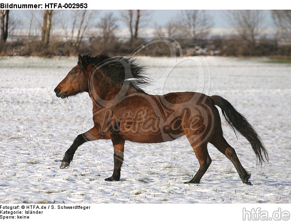 Isländer / icelandic horse / HTFA-002953