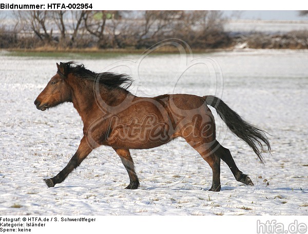 Isländer / icelandic horse / HTFA-002954