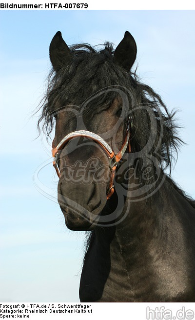 Rheinisch Deutscher Kaltblut Hengst / coldblood stallion / HTFA-007679