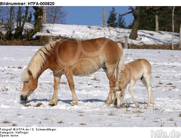 Haflinger / haflinger horse / HTFA-000820
