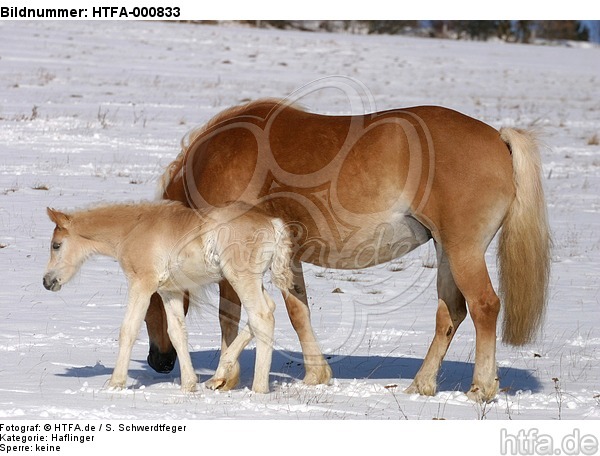 Haflinger / haflinger horses / HTFA-000833