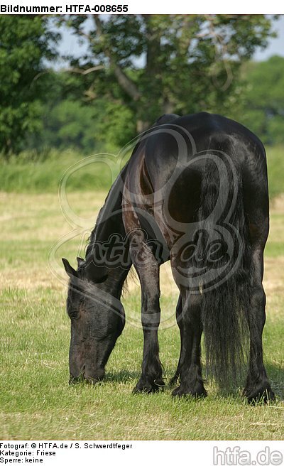 fressender Friese / grazing friesian horse / HTFA-008655