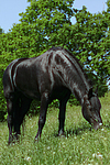 grasender Friese / grazing friesian horse