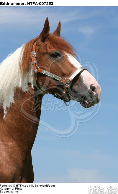 Pinto Hengst / pinto stallion / HTFA-007253