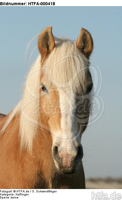 Haflinger Portrait / haflinger horse portrait / HTFA-000418