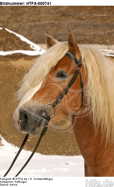 Haflinger Portrait / haflinger horse portrait / HTFA-000741