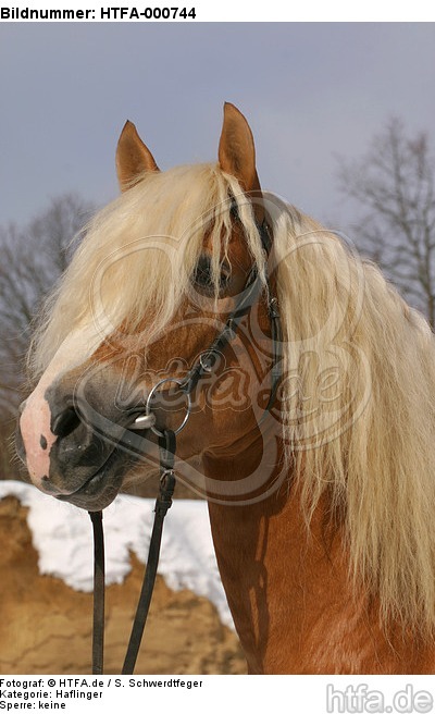 Haflinger Portrait / haflinger horse portrait / HTFA-000744