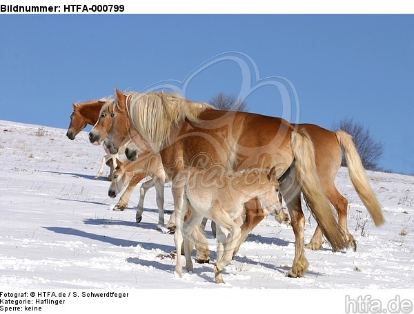 Haflinger / haflinger horses / HTFA-000799